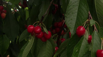 八面修罗之凤凰雪