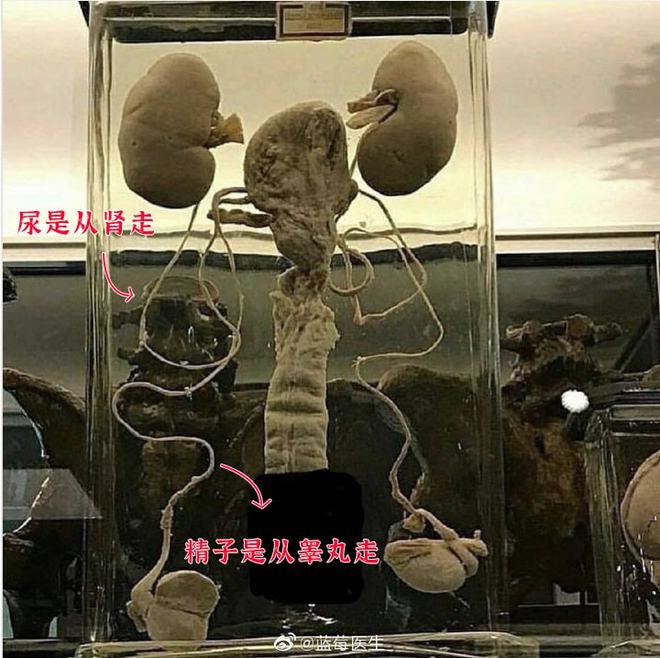 兔八哥之兔子快跑